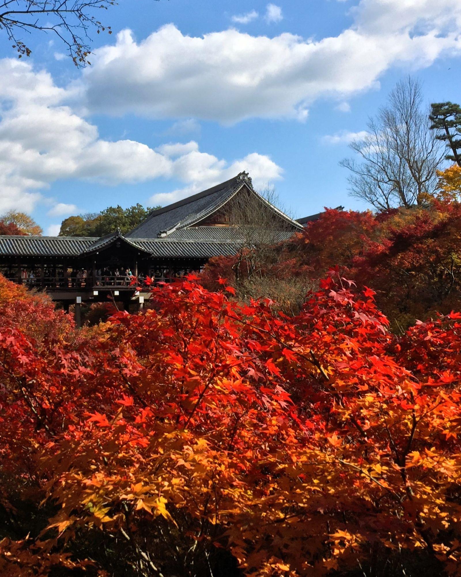 Red autumn maple foliage and Tsutenkyo Bridge at Tofuku-ji Temple in Kyoto